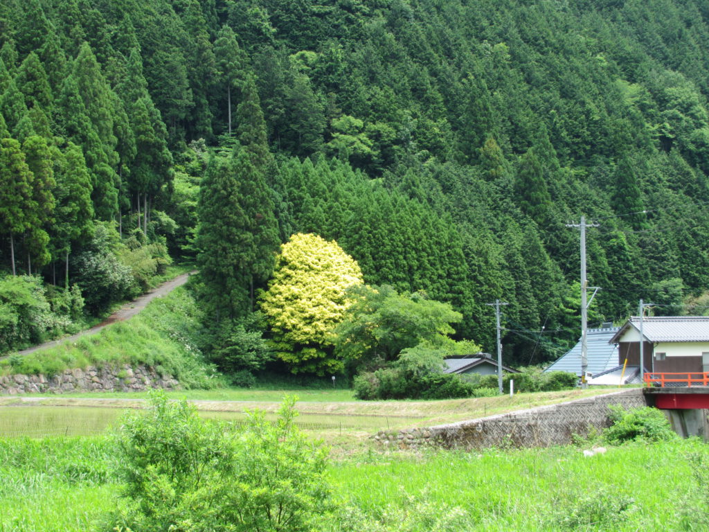 夏期休暇のお知らせ